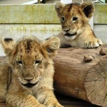 Facts About Lions: Two Lion Cubs Relaxing