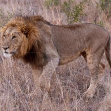 Lion Stalking Africa Savannah