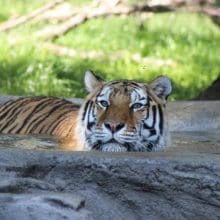 Big Cat Tiger Swimming In Lake