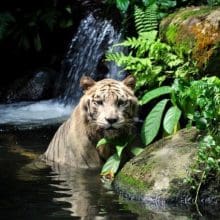 White Tigers In The Wild