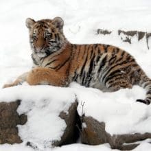 Young Tiger Laying in Snow